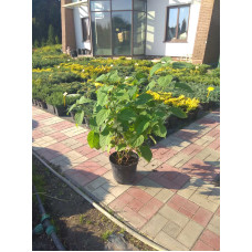 Гортензія деревоподібна Стронг Анабель ® | Hydrangea arborescens Strong Annabelle ® | Гортензия древовидная Стронг Анабель ®