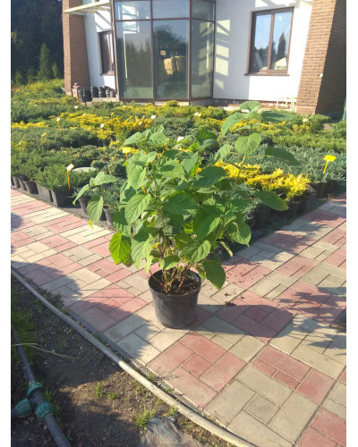 Гортензія деревоподібна Стронг Анабель ® | Hydrangea arborescens Strong Annabelle ® | Гортензия древовидная Стронг Анабель ®