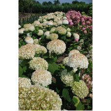 Гортензія деревоподібна Стронг Анабель ® | Hydrangea arborescens Strong Annabelle ® | Гортензия древовидная Стронг Анабель ®