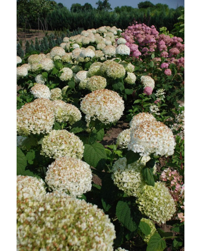 Гортензія деревоподібна Стронг Анабель ® | Hydrangea arborescens Strong Annabelle ® | Гортензия древовидная Стронг Анабель ®