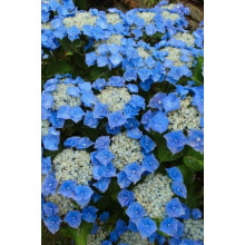 Гортензія широколиста Блаумайс | Hydrangea macrophylla Blaumeise | Гортензия широколистная Блаумайс