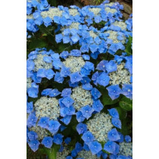 Гортензія широколиста Блаумайс | Hydrangea macrophylla Blaumeise | Гортензия широколистная Блаумайс