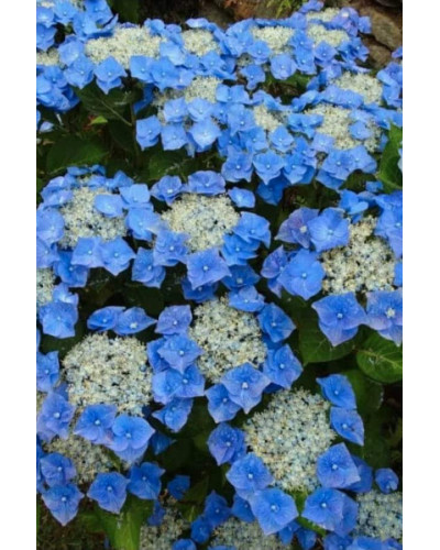 Гортензія широколиста Блаумайс | Hydrangea macrophylla Blaumeise | Гортензия широколистная Блаумайс