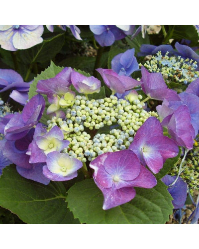 Гортензія широколиста Блаумайс | Hydrangea macrophylla Blaumeise | Гортензия широколистная Блаумайс