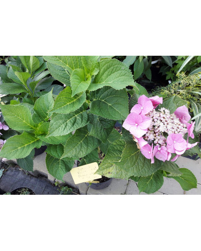 Гортензія широколиста Блаумайс | Hydrangea macrophylla Blaumeise | Гортензия широколистная Блаумайс