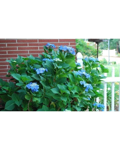 Гортензія широколиста Блаумайс | Hydrangea macrophylla Blaumeise | Гортензия широколистная Блаумайс