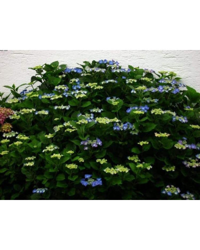 Гортензія широколиста Блаумайс | Hydrangea macrophylla Blaumeise | Гортензия широколистная Блаумайс