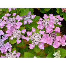 Гортензія широколиста Блаумайс | Hydrangea macrophylla Blaumeise | Гортензия широколистная Блаумайс