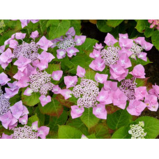Гортензія широколиста Блаумайс | Hydrangea macrophylla Blaumeise | Гортензия широколистная Блаумайс