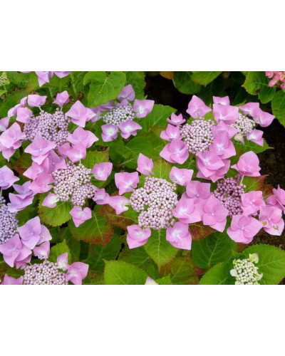 Гортензія широколиста Блаумайс | Hydrangea macrophylla Blaumeise | Гортензия широколистная Блаумайс
