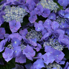 Гортензія широколиста Блаумайс | Hydrangea macrophylla Blaumeise | Гортензия широколистная Блаумайс