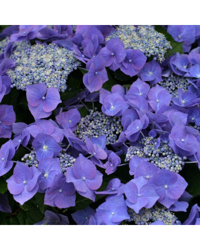 Гортензія широколиста Блаумайс | Hydrangea macrophylla Blaumeise | Гортензия широколистная Блаумайс