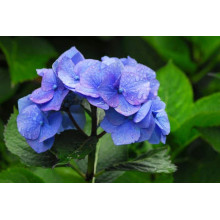 Гортензія широколиста Блаумайс | Hydrangea macrophylla Blaumeise | Гортензия широколистная Блаумайс