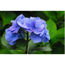 Гортензія широколиста Блаумайс | Hydrangea macrophylla Blaumeise | Гортензия широколистная Блаумайс