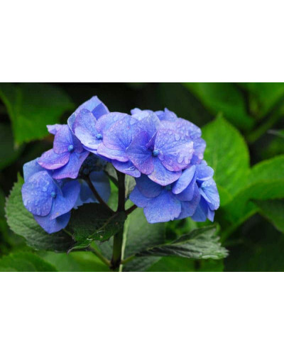 Гортензія широколиста Блаумайс | Hydrangea macrophylla Blaumeise | Гортензия широколистная Блаумайс