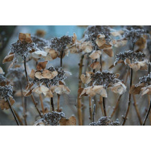 Гортензія широколиста Блаумайс | Hydrangea macrophylla Blaumeise | Гортензия широколистная Блаумайс