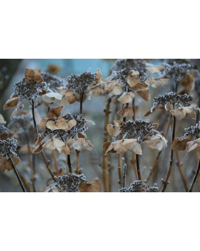 Гортензія широколиста Блаумайс | Hydrangea macrophylla Blaumeise | Гортензия широколистная Блаумайс