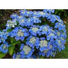 Гортензія широколиста Блаумайс | Hydrangea macrophylla Blaumeise | Гортензия широколистная Блаумайс