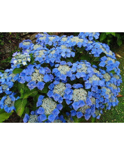 Гортензія широколиста Блаумайс | Hydrangea macrophylla Blaumeise | Гортензия широколистная Блаумайс