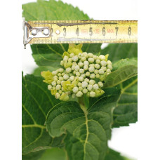Гортензія широколиста Блаумайс | Hydrangea macrophylla Blaumeise | Гортензия широколистная Блаумайс