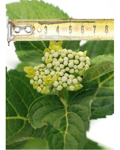 Гортензія широколиста Блаумайс | Hydrangea macrophylla Blaumeise | Гортензия широколистная Блаумайс