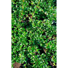 Кизильник Даммера Майор | Cotoneaster dammeri Major