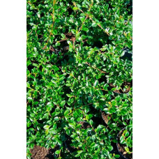 Кизильник Даммера Майор | Cotoneaster dammeri Major