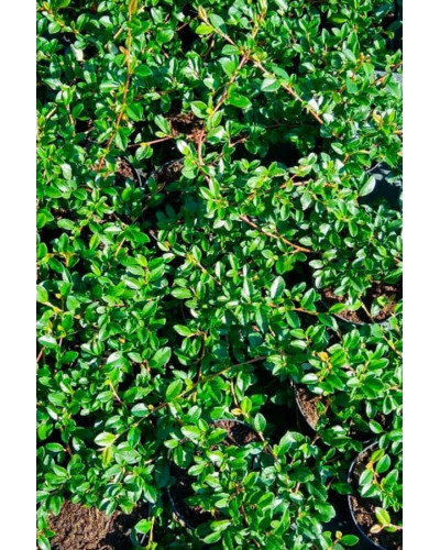 Кизильник Даммера Майор | Cotoneaster dammeri Major