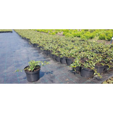 Кизильник Даммера Майор | Cotoneaster dammeri Major