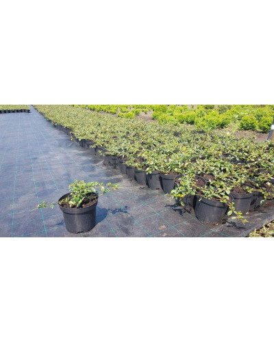Кизильник Даммера Майор | Cotoneaster dammeri Major