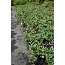 Кизильник Даммера Майор | Cotoneaster dammeri Major