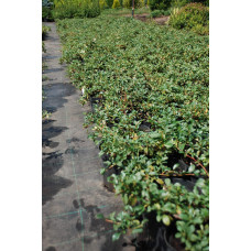 Кизильник Даммера Майор | Cotoneaster dammeri Major