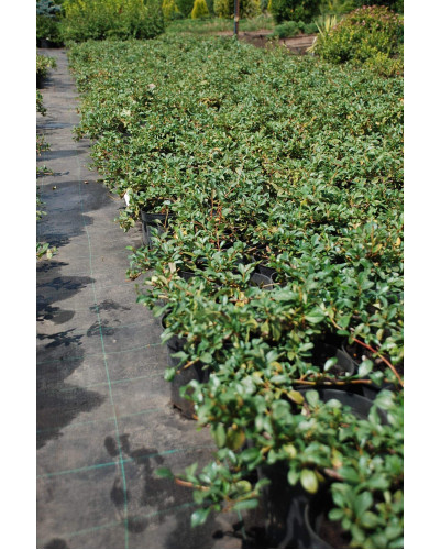 Кизильник Даммера Майор | Cotoneaster dammeri Major