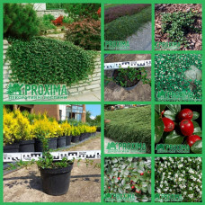 Кизильник Даммера Майор | Cotoneaster dammeri Major