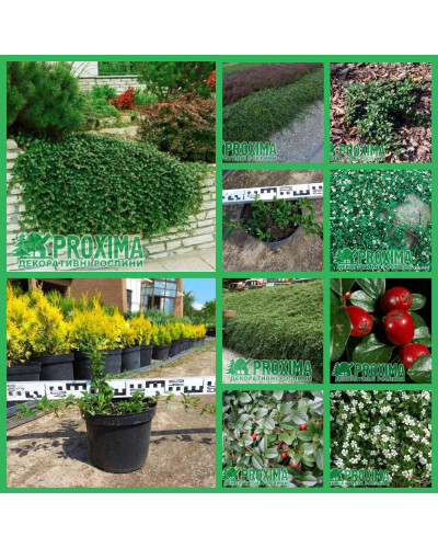 Кизильник Даммера Майор | Cotoneaster dammeri Major