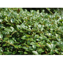 Кизильник Даммера Майор | Cotoneaster dammeri Major