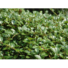 Кизильник Даммера Майор | Cotoneaster dammeri Major
