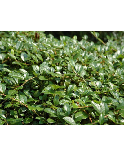 Кизильник Даммера Майор | Cotoneaster dammeri Major