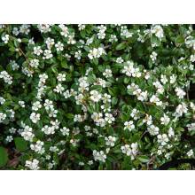 Кизильник Даммера Майор | Cotoneaster dammeri Major