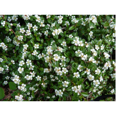 Кизильник Даммера Майор | Cotoneaster dammeri Major