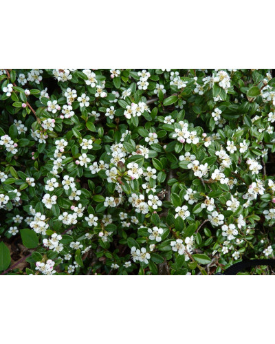 Кизильник Даммера Майор | Cotoneaster dammeri Major