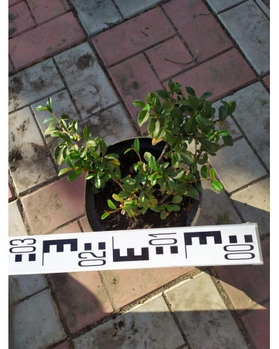 Кизильник Даммера Майор | Cotoneaster dammeri Major