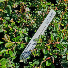 Кизильник Даммера Майор | Cotoneaster dammeri Major
