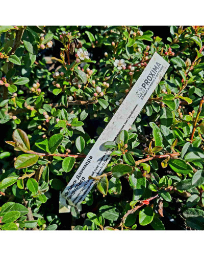 Кизильник Даммера Майор | Cotoneaster dammeri Major