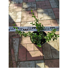 Кизильник Даммера Майор | Cotoneaster dammeri Major