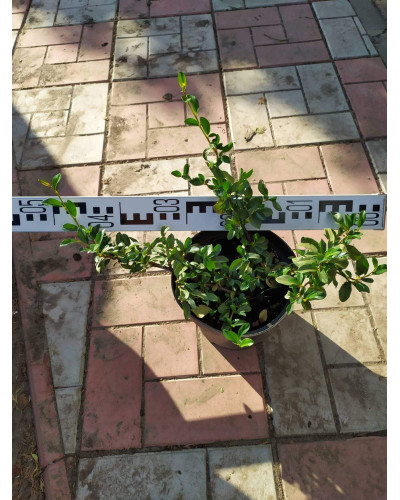 Кизильник Даммера Майор | Cotoneaster dammeri Major