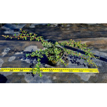 Кизильник Даммера Майор | Cotoneaster dammeri Major