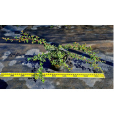 Кизильник Даммера Майор | Cotoneaster dammeri Major