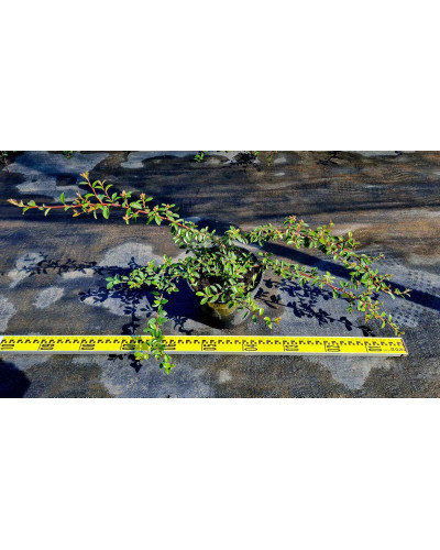 Кизильник Даммера Майор | Cotoneaster dammeri Major