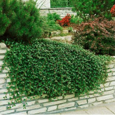 Кизильник Даммера Майор | Cotoneaster dammeri Major
